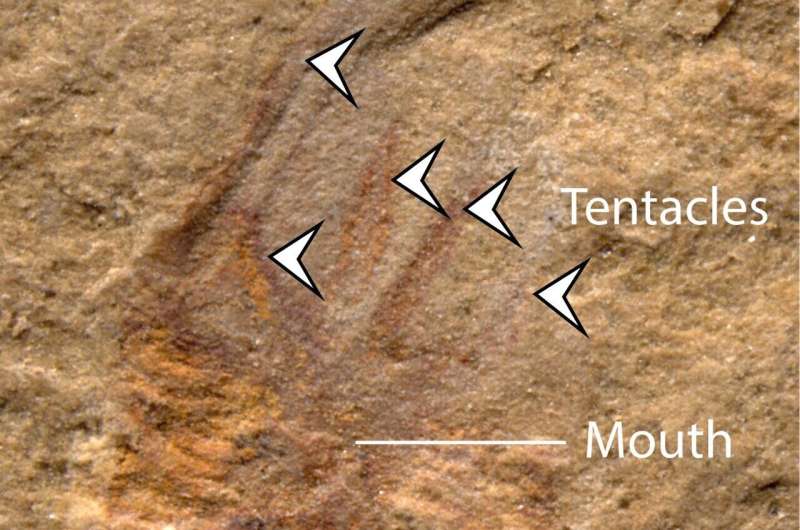 https://www.ox.ac.uk/news/2022-11-02-500-million-year-old-fossils-reveal-answer-evolutionary-riddle