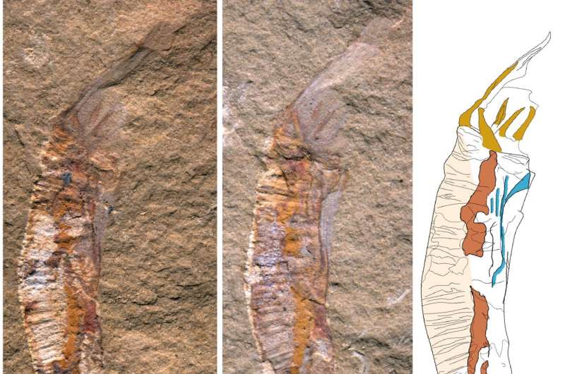 Evolution, Paleontology, China, Fossils, Cambrian Explosion, Oxford University, Yunnan University